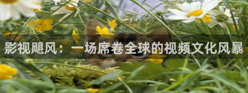 琪琪电影院免费观看电视剧高清：影视飓风：一场席卷全球的视频文化风暴